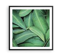 Cuadro Poster de Pared 60x60cm Póster Marco Hojas Eucalipto Naturaleza Wall Art