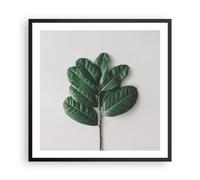 Cuadro Poster de Pared 60x60cm Póster Marco Hojas Planta Botánica Wall Art