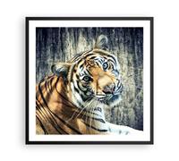 Cuadro Poster de Pared 60x60cm Póster Marco India piedra tigre salvaje Wall Art