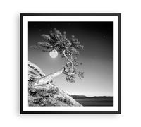 Cuadro Poster de Pared 60x60cm Póster Marco Llena La Luna Árbol Wall Art Prints