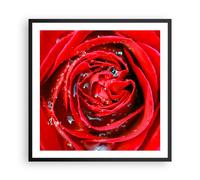 Cuadro Poster de Pared 60x60cm Póster Marco Rosa flor pétalos rocío Wall Art