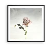 Cuadro Poster de Pared 60x60cm Póster Marco rosa pájaros cielo Wall Art Prints