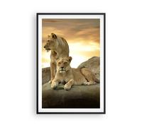 Cuadro Poster de Pared 61x91cm Marco Leones puesta de sol rocas garras Wall Art