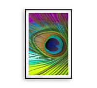 Cuadro Poster de Pared 61x91cm Marco Pavos Reales Pluma Arco Iris Wall Art