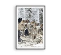 Cuadro Poster de Pared 61x91cm Póster Marco Manada Lobos Invierno Wall Art
