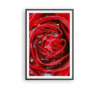 Cuadro Poster de Pared 61x91cm Póster Marco Rosa flor pétalos rocío Wall Art