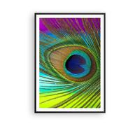 Cuadro Poster de Pared 70x100cm Marco Pavos Reales Pluma Arco Iris Wall Art