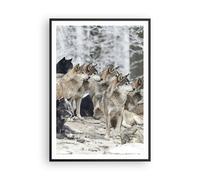 Cuadro Poster de Pared 70x100cm Póster Marco Manada Lobos Invierno Wall Art