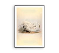 Cuadro Poster de Pared 70x100cm Póster Marco Pájaro Blanco Garza Wall Art Prints