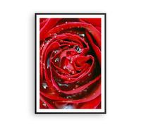 Cuadro Poster de Pared 70x100cm Póster Marco Rosa flor pétalos rocío Wall Art