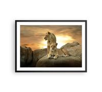 Cuadro Poster de Pared 70x50cm Marco Leones puesta de sol rocas garras Art