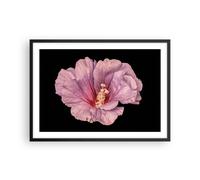 Cuadro Poster de Pared 70x50cm Póster Marco Hibisco Flor Rosa Wall Art Prints