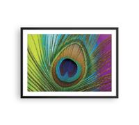 Cuadro Poster de Pared 70x50cm Póster Marco Pavos Reales Pluma Arco Iris Art