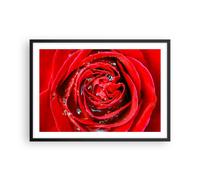 Cuadro Poster de Pared 70x50cm Póster Marco Rosa flor pétalos rocío Wall Art