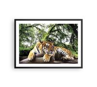 Cuadro Poster de Pared 70x50cm Póster Marco Tigre Selva Descanso Wall Art Prints