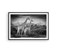Cuadro Poster de Pared 91x61cm Marco Jirafas Blanco Y Negro Fotografía Art