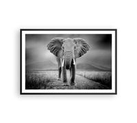 Cuadro Poster de Pared 91x61cm Póster Marco Elefante Salvaje Naturaleza Wall Art