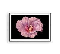Cuadro Poster de Pared 91x61cm Póster Marco Hibisco Flor Rosa Wall Art Prints