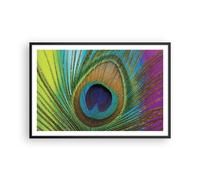 Cuadro Poster de Pared 91x61cm Póster Marco Pavos Reales Pluma Arco Iris Art