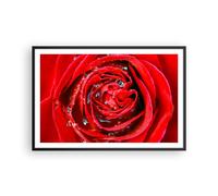 Cuadro Poster de Pared 91x61cm Póster Marco Rosa flor pétalos rocío Wall Art