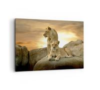 Cuadro Sobre Lienzo 100x70cm Cuadros Pared Leones puesta de sol rocas garras Art