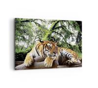 Cuadro Sobre Lienzo 100x70cm Cuadros Pared Tigre Selva Descanso Wall Art Prints