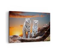 Cuadro Sobre Lienzo 100x70cm Cuadros Pared Tigres blanco roca puesta del sol Art