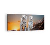 Cuadro Sobre Lienzo 120x50cm Cuadros Pared Tigres blanco roca puesta del sol Art