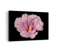 Cuadro Sobre Lienzo 120x80cm Cuadros Pared Hibisco Flor Rosa Wall Art Prints