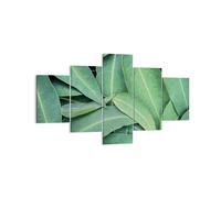 Cuadro Sobre Lienzo 125x70cm Cuadros Pared Hojas Eucalipto Naturaleza Wall Art