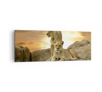 Cuadro Sobre Lienzo 140x50cm Cuadros Pared Leones puesta de sol rocas garras Art
