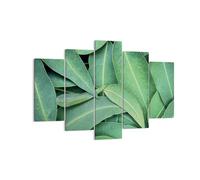 Cuadro Sobre Lienzo 150x100cm Cuadros Pared Hojas Eucalipto Naturaleza Wall Art
