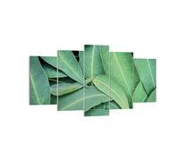 Cuadro Sobre Lienzo 160x85cm Cuadros Pared Hojas Eucalipto Naturaleza Wall Art