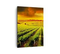 Cuadro Sobre Lienzo 50x70cm Cuadros Pared Campo viñedo plantación Wall Art