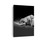 Cuadro Sobre Lienzo 50x70cm Cuadros Pared elefante colmillo naturaleza Wall Art