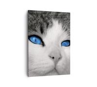 Cuadro Sobre Lienzo 50x70cm Cuadros Pared Gato animales ojos azules Wall Art