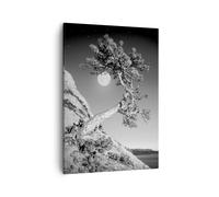Cuadro Sobre Lienzo 50x70cm Cuadros Pared Llena La Luna Árbol Wall Art Prints