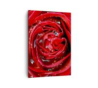 Cuadro Sobre Lienzo 50x70cm Cuadros Pared Rosa flor pétalos rocío Wall Art