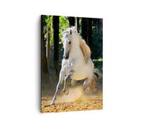 Cuadro Sobre Lienzo 50x70cm Cuadros Polvo emociones caballo naturaleza Wall Art