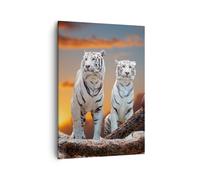 Cuadro Sobre Lienzo 50x70cm Cuadros Tigres blanco roca puesta del sol Wall Art