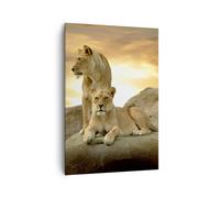 Cuadro Sobre Lienzo 70x100cm Cuadros Leones puesta de sol rocas garras Wall Art