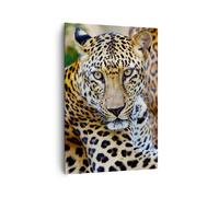 Cuadro Sobre Lienzo 70x100cm Cuadros Leopard pantera gato animal sabana Wall Art
