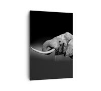 Cuadro Sobre Lienzo 70x100cm Cuadros Pared elefante colmillo naturaleza Wall Art