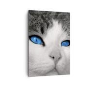 Cuadro Sobre Lienzo 70x100cm Cuadros Pared Gato animales ojos azules Wall Art