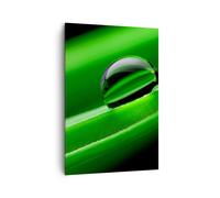 Cuadro Sobre Lienzo 70x100cm Cuadros Pared Planta gota agua burbuja Wall Art