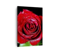 Cuadro Sobre Lienzo 70x100cm Cuadros Pared Rosa flor pétalos agua Wall Art