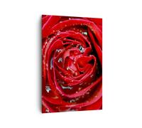 Cuadro Sobre Lienzo 70x100cm Cuadros Pared Rosa flor pétalos rocío Wall Art