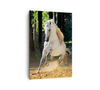 Cuadro Sobre Lienzo 70x100cm Cuadros Polvo emociones caballo naturaleza Wall Art