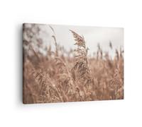 Cuadro Sobre Lienzo 70x50cm Cuadros Pared Caña Prado Boho Wall Art Prints Decor