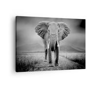 Cuadro Sobre Lienzo 70x50cm Cuadros Pared Elefante Salvaje Naturaleza Wall Art